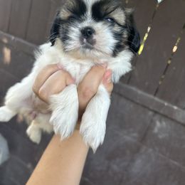 Shih Tzu Puppies from Shihtzu
