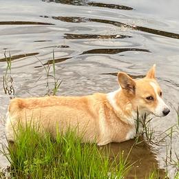 Pembroke Welsh Corgi puppies from Red Elephant Farms