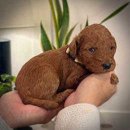 Yellow Collar Girl - Red  female Poodle puppy in Modesto, California from Dry Creek Poodles