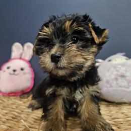 Peach - Black and gold female Yorkshire Terrier puppy in Tamarac, Florida from Yorkiefamily7