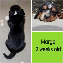Marge - Black brown and white female Basset Hound puppy in Jacksboro, Texas from Basset Hounds of Jacksboro, Tx