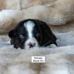 Australian Shepherd Puppies from Acheron Aussies