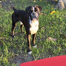 Champ - Boxer