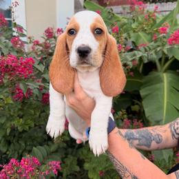 Bill Weasley-Blue - Lemon and white male Basset Hound puppy in Gulf Breeze, Florida from Breeze Basset Hounds