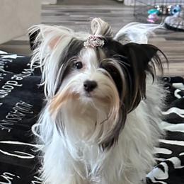 Gracie - Biewer Terrier