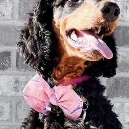 Poodle All Grown Up from Poodles of Pony Express