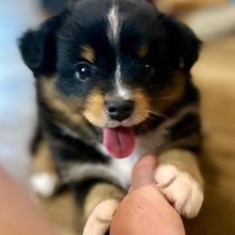 Stark - Black tri male Toy Australian Shepherd puppy in Luling, Texas from Little Wood Toy and Mini Aussies