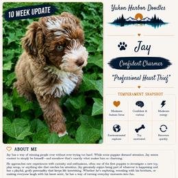 Jade - male Australian Mountain Doodle puppy in Port Orchard, Washington from Yukon Harbor Doodles