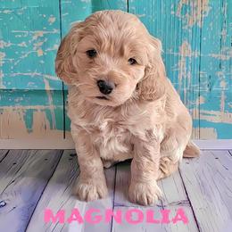Magnolia - Lemon roan female Cockapoo puppy in Reidsville, North Carolina from Something to Bark About Dog Training