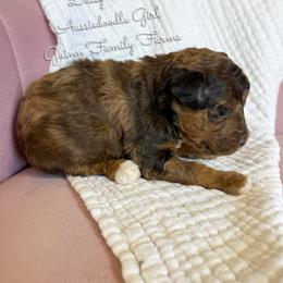 Daisy Duck - Red merle female Aussiedoodle puppy in Grove, Oklahoma from Guinn Family Farms