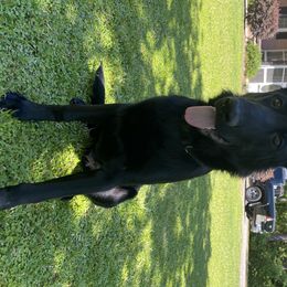 Kaiser - German Shepherd