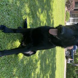 Kaiser - German Shepherd