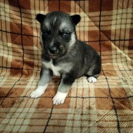 AKC Percival - Agouti and white male Siberian Husky puppy in Cedarville, Ohio from Evereve Kennels