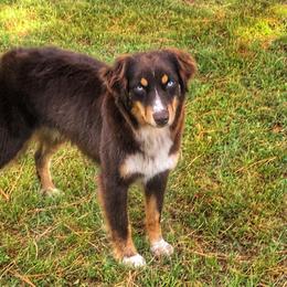 Miniature Australian Shepherd All Grown Up from Stonehill Aussies