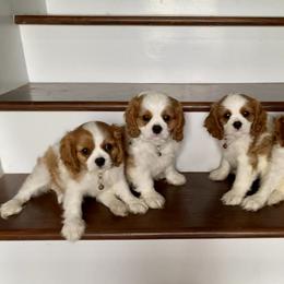 Cavalier King Charles Spaniel and Havanese Puppies from Harlequin Havanese