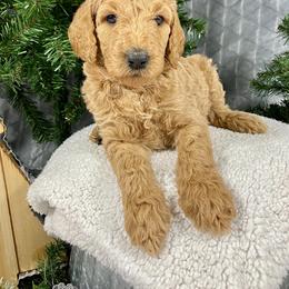 Aussiedoodle, Double Doodle, and Goldendoodle Puppies from Dandy Doodle Ranch
