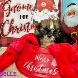 Belle - Tricolor female Shih Tzu puppy in Denton, Maryland from Little Lions the Shih Tzu Kingdom