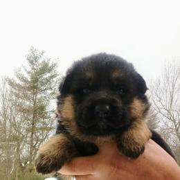 German Shepherd puppies from Vom Haus Pharoah German Shepherd
