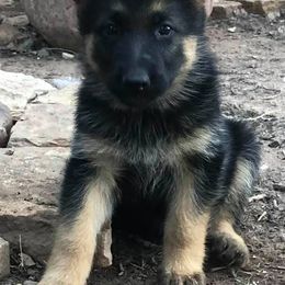 German Shepherds and Yorkshire Terriers from Zena's German Shepherds and Yorkies