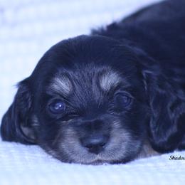 Wiggles - Black and cream female Dachshund puppy in Murray, Kentucky from Shadow Ridge Farms