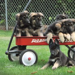 German Shepherd Puppies from Bmeerhuis German Shepherds