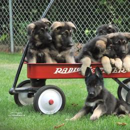 German Shepherd Puppies from Bmeerhuis German Shepherds
