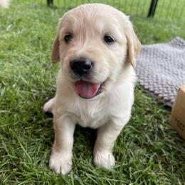 Golden Retriever Puppies from Crescent View Goldens