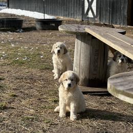 Dachshund and Great Pyrenees Puppies from Mulberry Meadow Farms