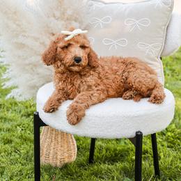 Purple collar girl - Red  female Goldendoodle puppy in Spokane, Washington from Dream Doodles in Spokane WA