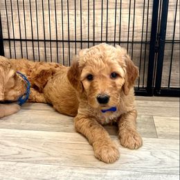Wrangler - Cream Goldendoodle puppy in Toledo, Ohio from Doodle Devotion