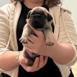 Lancelot (Brown Collar) - Fawn male Pug puppy in Frisco, Texas from RD Pugs