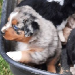 Australian Shepherds from Bell Branch Aussies