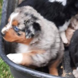 Australian Shepherds from Bell Branch Aussies