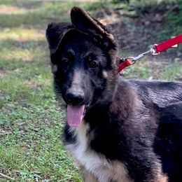 German Shepherds from S’Brie’s German Shepherd Dogs