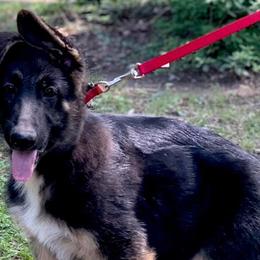 German Shepherds from S’Brie’s German Shepherd Dogs