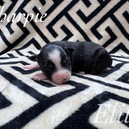 Sharpie - Black tri female Miniature Australian Shepherd puppy in Corpus Christi, Texas from Elite Miniature Australian Shepherds