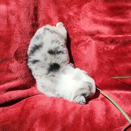 Stormy - Blue merle female Australian Shepherd puppy in Blairsville, Georgia from Georgia Peach Aussies