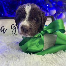 Newfoundland Puppies from Sugar Paws Newfoundlands