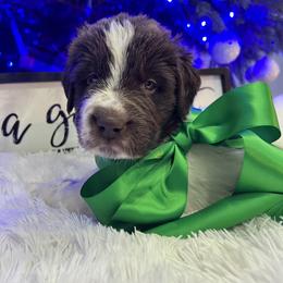 Newfoundland Puppies from Sugar Paws Newfoundlands