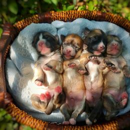 Companion Cross, Havanese, Mal-Shi, Maltese, Maltipoo, Morkie, and Shih Tzu Puppies from Seeking Shalom Acres Maltese, Maltipoos & Havamalts