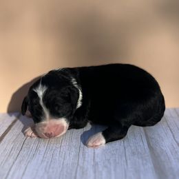 Bernedoodle Puppies from East Coast Bernedoodles