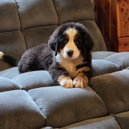 Freydis - Black tan and white female Bernese Mountain Dog puppy in Gaffney, South Carolina from Circle D Farms