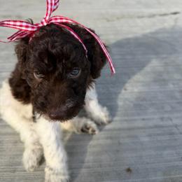 Chocolate Parti girl - Chocolate female Double Doodle puppy in Yoakum, Texas from The Scott’s Dood Ranch