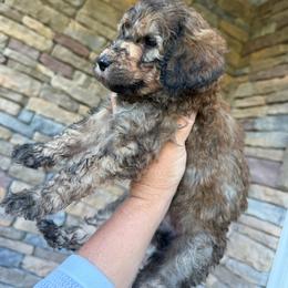 Hannah - Sable female Bernedoodle puppy in Olive Hill, Kentucky from Mountain Valley Bernedoodles