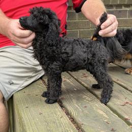 Mae - Blue female Poodle puppy in Florence County, South Carolina from Modern Family Standards