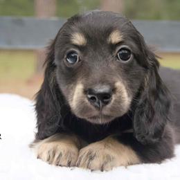 Girl 1 - female Dachshund puppy in Zephyrhills, Florida from Dapper Doxies