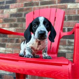Nori - Piebald female Dachshund puppy in Westport, Kentucky from Lonestar Creek Farm