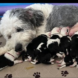 Old English Sheepdog and Sheepadoodle Puppies from Desert Sheepies&Doodles