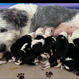 Old English Sheepdog and Sheepadoodle Puppies from Desert Sheepies&Doodles
