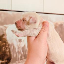 Cookie - Light golden female Golden Retriever puppy in Mason, Michigan from Sweet Breeze Acres